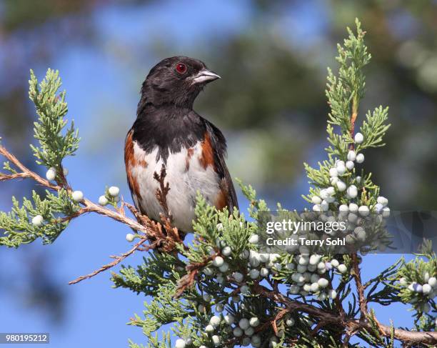 eastern towhee - towhee fotografías e imágenes de stock