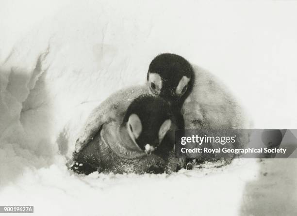 Young Emperor Penguins, Antarctica, 1901. National Antarctic Expedition 1901-1904.