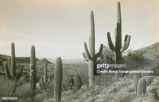 Canon des Coches, Tortolitas mountains, Arizona, United States of America, 1904.