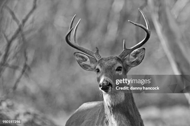 white tail buck - white tail buck bildbanksfoton och bilder