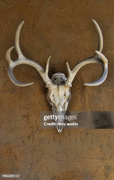 skull and antlers of deer, new mexico, usa - deer skull stock pictures, royalty-free photos & images