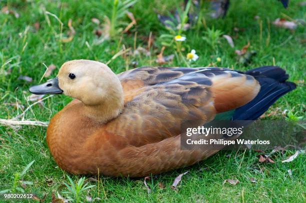 canard - canard stock pictures, royalty-free photos & images