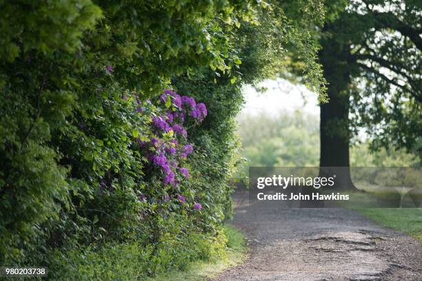 Azalea Path Azalea Path Photos and Premium High Res Pictures - Getty Images