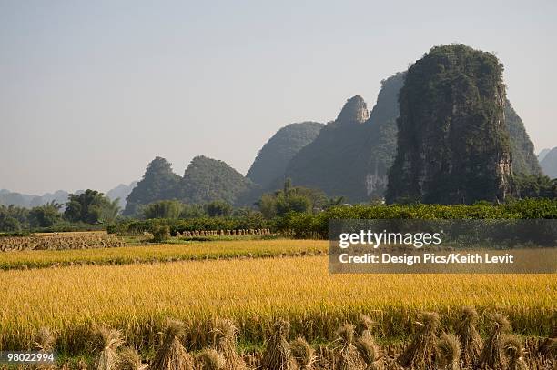rice field in yanshuo, guangxi, china - livit fotografías e imágenes de stock