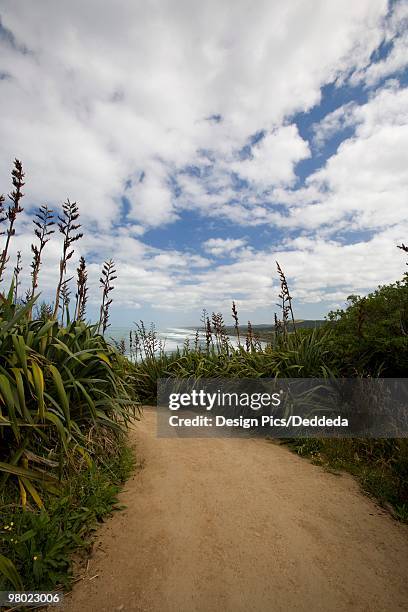 flax growing beside a path, muriwai beach, new zealand - new zealand flax stockfoto's en -beelden