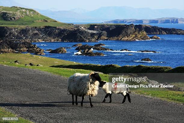 sheep, achill island, county mayo, ireland - county mayo ストックフォトと画像