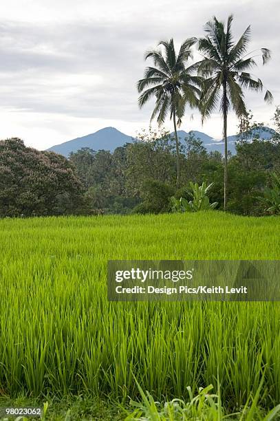 rice fields in bali, indonesia - livit fotografías e imágenes de stock