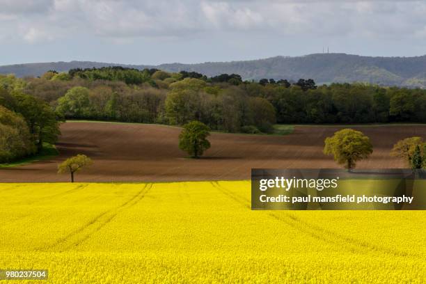 rape seed field - midhurst fotografías e imágenes de stock