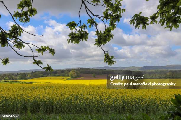 rape seed field - midhurst fotografías e imágenes de stock