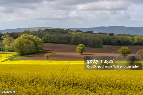 rape seed field - midhurst fotografías e imágenes de stock