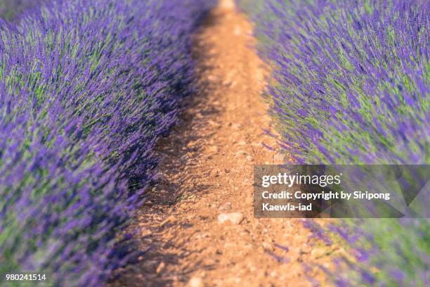 close up of lavender rows in valensole, alpes-de-haute-provence, france. - copyright by siripong kaewla iad stock pictures, royalty-free photos & images