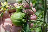 A young unripe tomato in the palm of your hand.