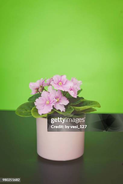 blooming african violet plant in ceramic pot - african violet - fotografias e filmes do acervo