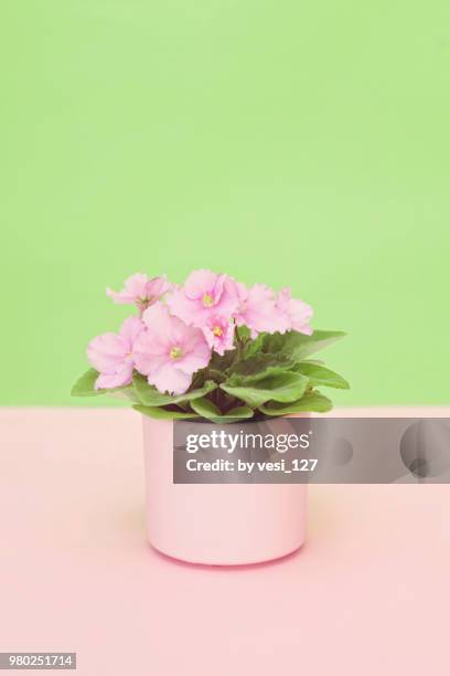 blooming african violet plant in ceramic pot - pot plant stock pictures, royalty-free photos & images