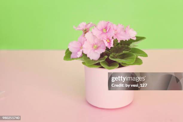 blooming african violet plant in ceramic pot - african violet - fotografias e filmes do acervo