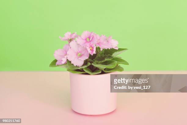 blooming african violet plant in ceramic pot - pot plant stock pictures, royalty-free photos & images