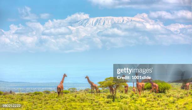 giraffes at amboseli with kilimanjaro and acacia trees - giraffe stock pictures, royalty-free photos & images