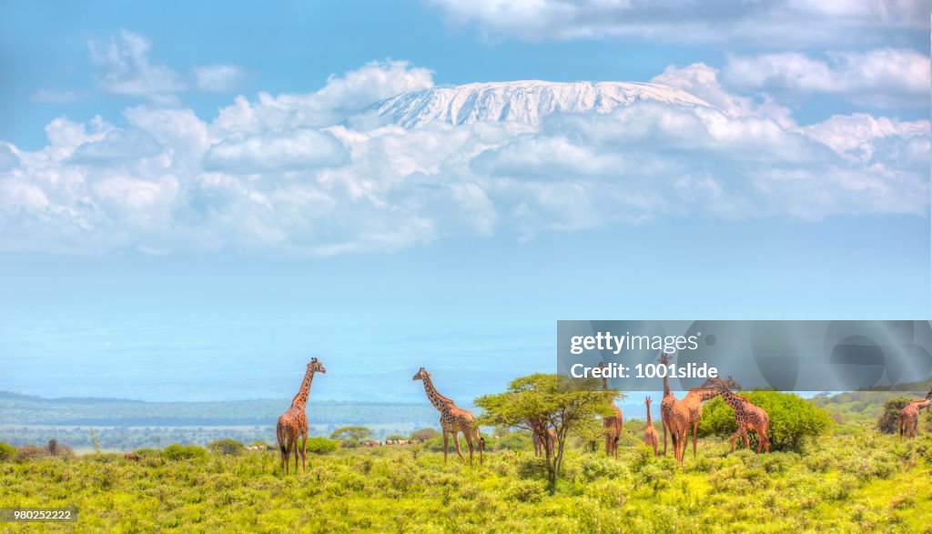 Girafas no Amboseli com Kilimanjaro e acácias