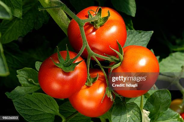 tomates - tomate - fotografias e filmes do acervo