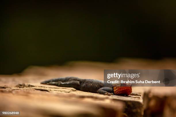 red-headed rock agama looking at the camera - insectivora stock pictures, royalty-free photos & images
