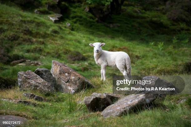 lamb in a rugged landscape, derbyshire, england - peak district national park spring stock pictures, royalty-free photos & images