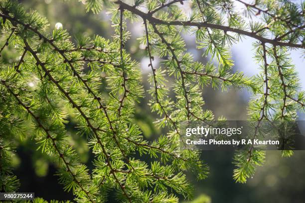 soft green larch foliage in morning sunlight - larch tree fotografías e imágenes de stock
