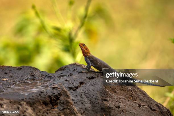 red-headed rock agama in front of plants - insectivora stock pictures, royalty-free photos & images