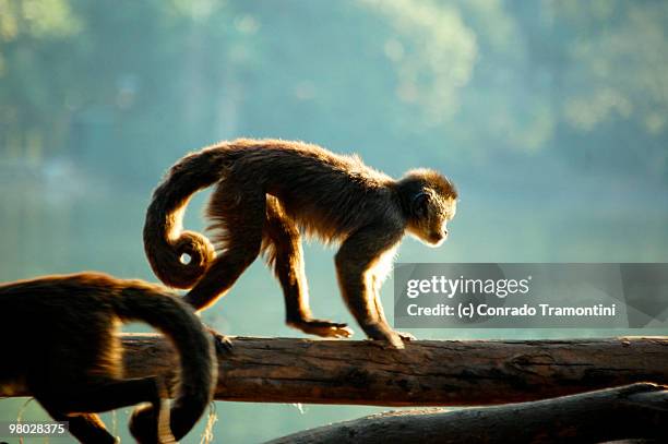 macaco prego - prego stock pictures, royalty-free photos & images