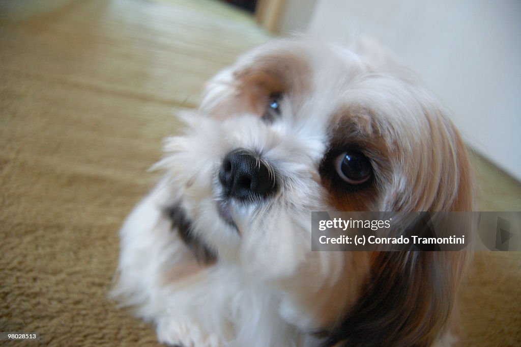 Curious Lhasa Apso looking straight into our eyes.