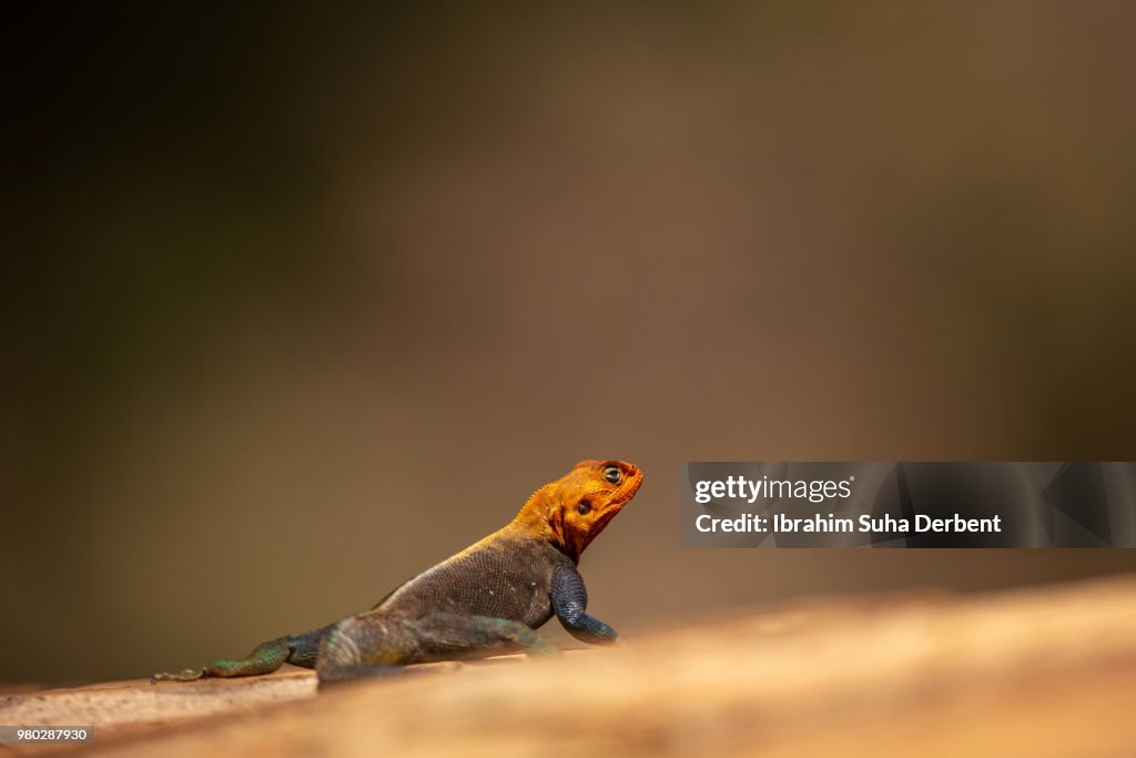 Rear view of a red-headed rock agama