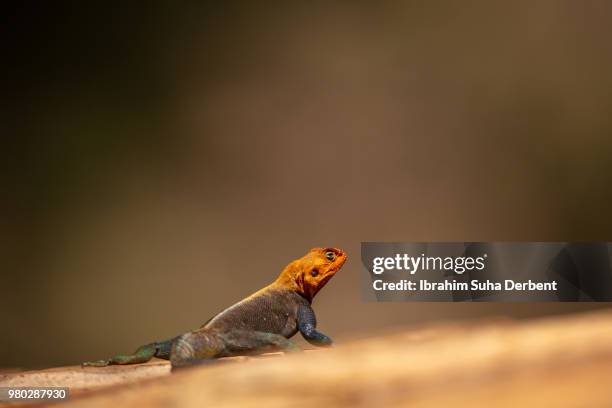 rear view of a red-headed rock agama - insectivora stock pictures, royalty-free photos & images