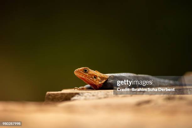 red-headed rock agama - insectivora stock pictures, royalty-free photos & images