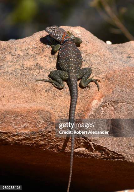 Collared Lizard basks in the sun on a rock outcropping in Santa Fe, New Mexico.