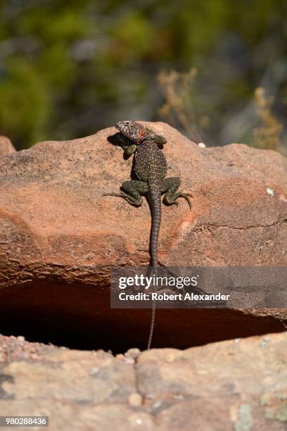 Collared Lizard basks in the sun on a rock outcropping in Santa Fe, New Mexico.