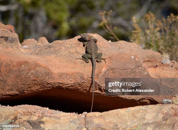 Collared Lizard basks in the sun on a rock outcropping in Santa Fe, New Mexico.