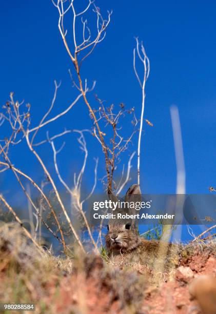 Desert Bunny Photos and Premium High Res Pictures - Getty Images