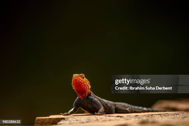 portrait of a red-headed rock agama - insectívoro fotografías e imágenes de stock