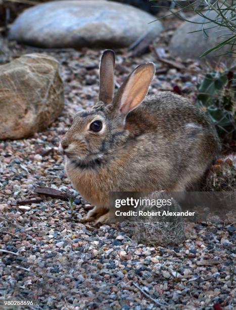 Desert Rabbit Photos and Premium High Res Pictures - Getty Images