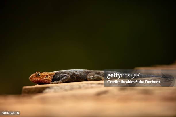 red-headed rock agama resting alone - insectivora stock pictures, royalty-free photos & images