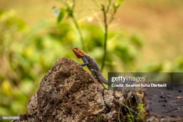 red-headed rock agama climbed on a rock - insectivora stock pictures, royalty-free photos & images