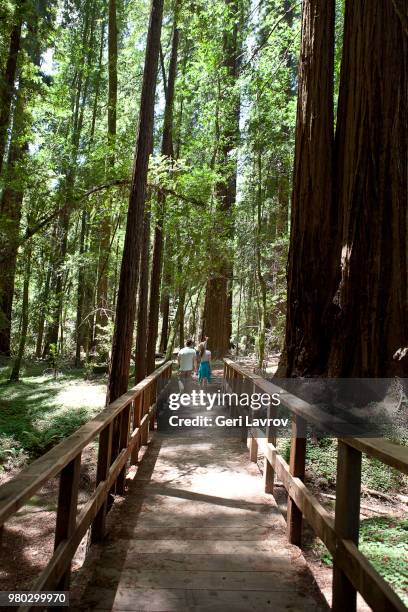 father and daughter walking in a redwood tree forest - mendocino county stock pictures, royalty-free photos & images