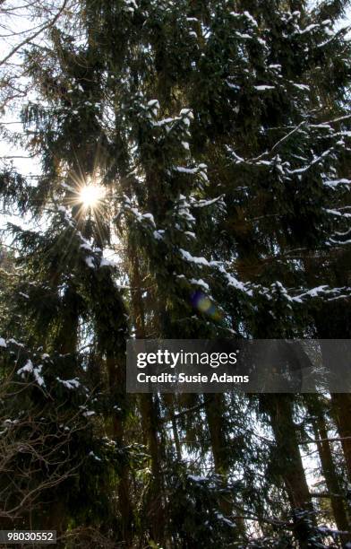 sun shining through pine trees - alpbach ストックフォトと画像