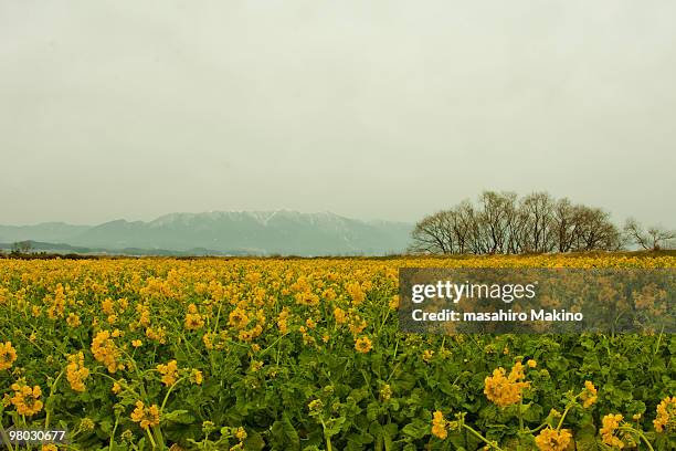 rape blossoms field - siga prefecture ストックフォトと画像