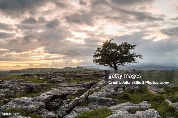 lone tree at winskill stones, yorkshire dales, uk. - limestone pavement - fotografias e filmes do acervo