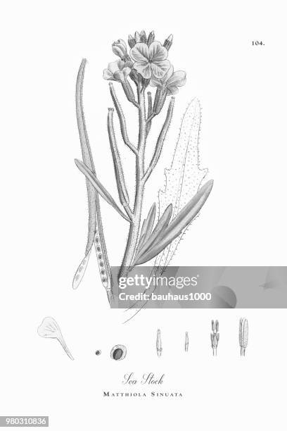 sea stock, matthiola sinuata, victorian botanical illustration, 1863 - matthiola stock illustrations
