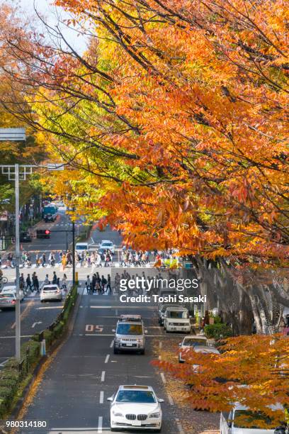 rows of autumn leaves zelkova trees stand along omotesando (frontal approach to meiji jingu shrine) between harajuku and aoyama district shibuya tokyo japan on november 26 2017. people cross the avenue and cars go through the avenue. - auto frontal stock pictures, royalty-free photos & images