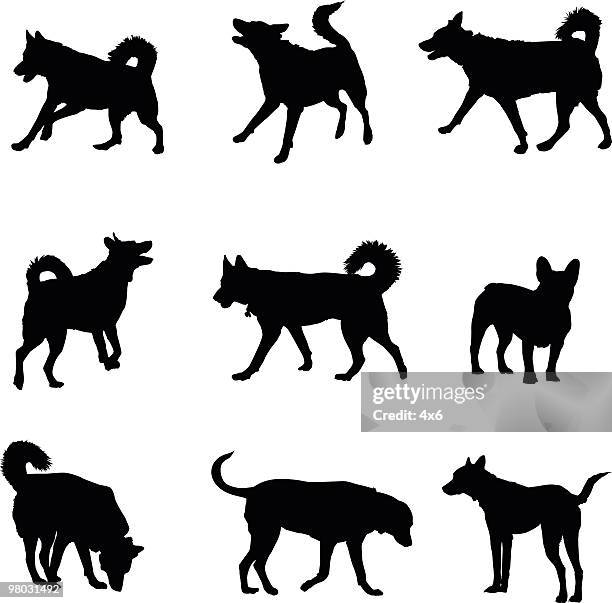 good dogs - dog white background stock illustrations