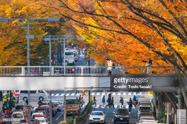 rows of autumn leaves zelkova surround the omotesando (frontal approach) between harajuku and aoyama district shibuya tokyo japan on november 28 2017. people cross the pedestrian bridge and cross the street and cars go through the avenue under the bridge. - auto frontal stock pictures, royalty-free photos & images