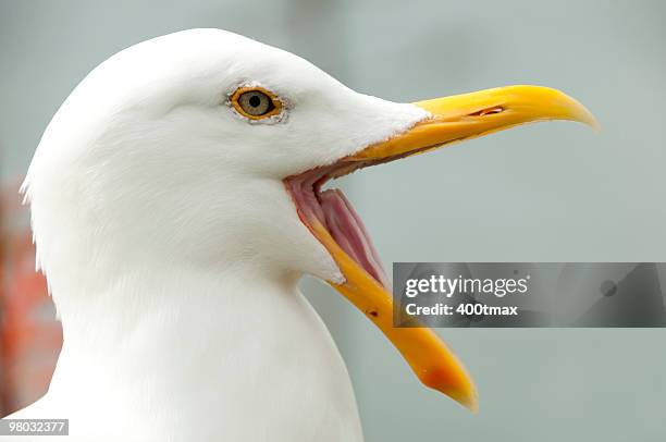 möwe öffnet seinen schnabel - schnabel stock-fotos und bilder