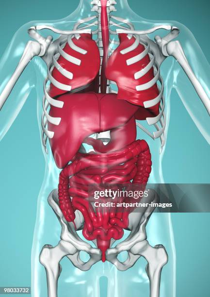 inner organs: lungs, liver, stomach and intestine - biomedical illustration stock illustrations